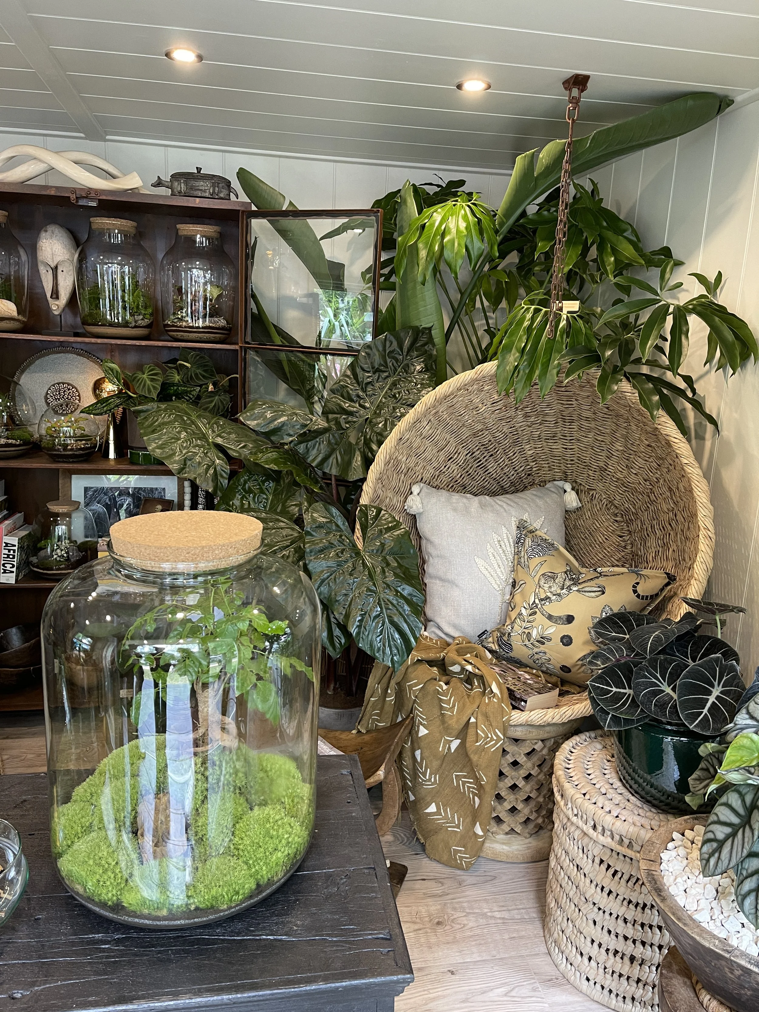Episode 266: the Chelsea flower show 2023 — Jane Perrone